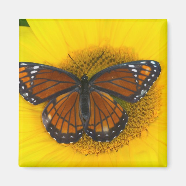 Aimant Un papillon vice-roi | Limenitis Archippus (Devant)