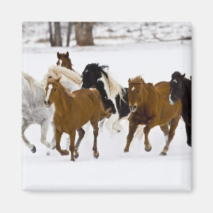 Aimant Un paysage hivernal de chevaux au galop