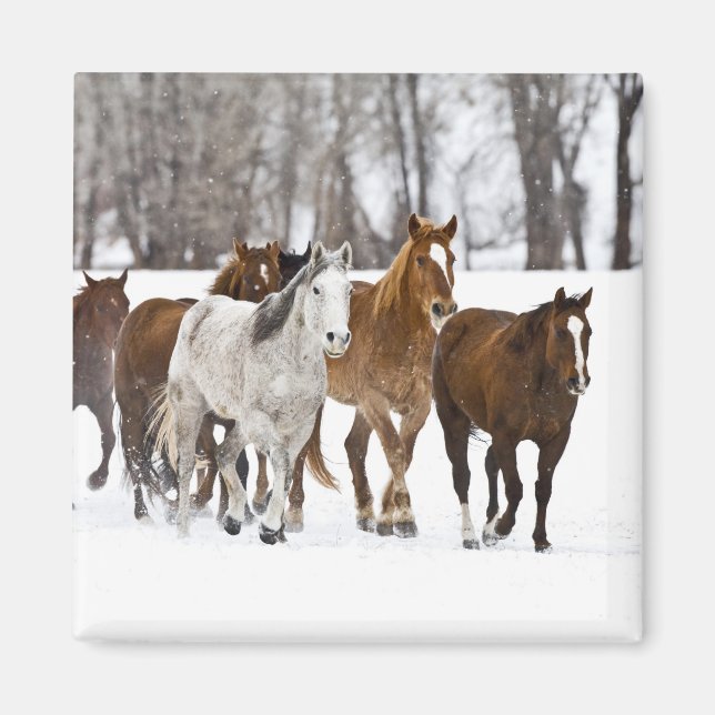 Aimant Un paysage hivernal de course (Devant)