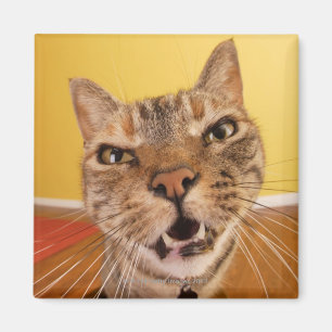 Aimant Un petit chat humoristique se repose sur un