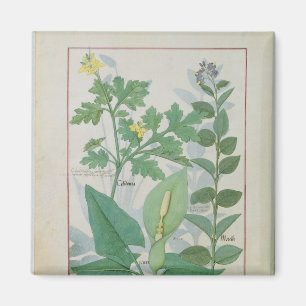 Aimant Un plus grand Celandine ou un pavot