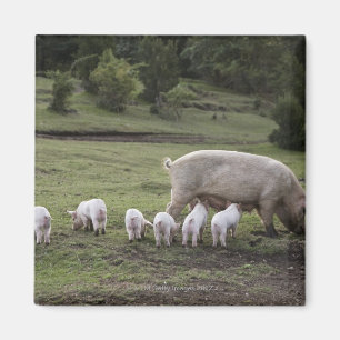 Aimant Un porc avec des porcelets dans un domaine