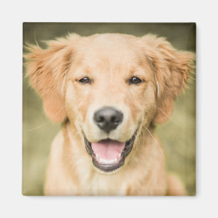 Aimant Un portrait d'un chiot de golden retriever