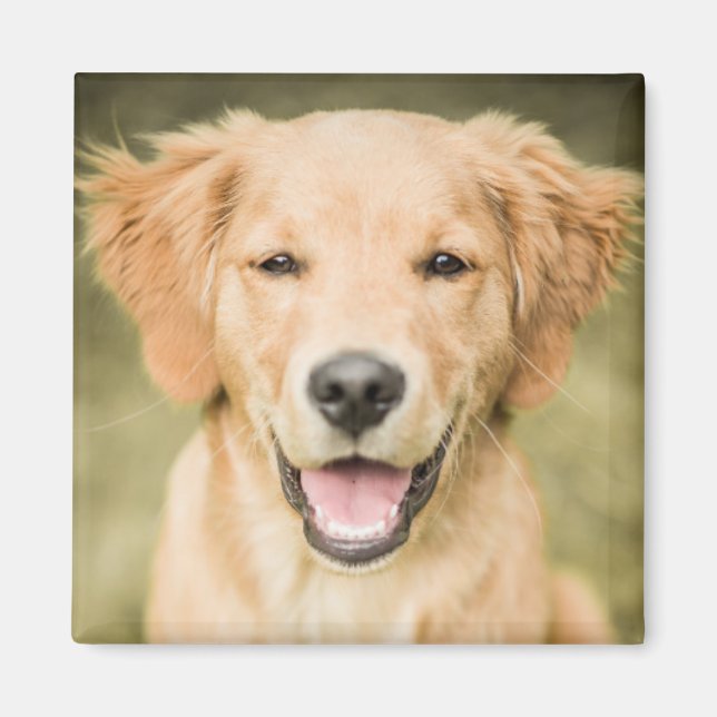 Aimant Un Portrait D'Un Chiot De Golden Retriever (Devant)