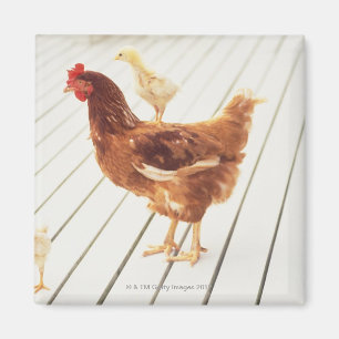 Aimant Un poulet et deux poussins sur un plancher en