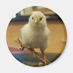 Aimant Un poussin sur la planche à roulettes a décoré