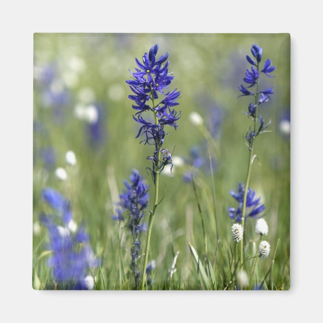 Aimant Un pré montagneux de fleurs sauvages dont (Devant)