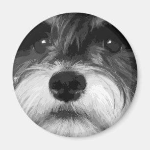 Aimant Un Schnauzer miniature noir et blanc