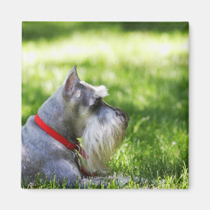 Aimant Un Schnauzer s'étendant dans l'herbe