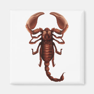 Aimant Un scorpion