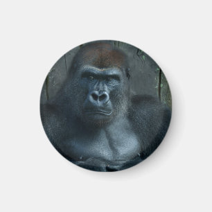 Aimant Un Silverback en devenir