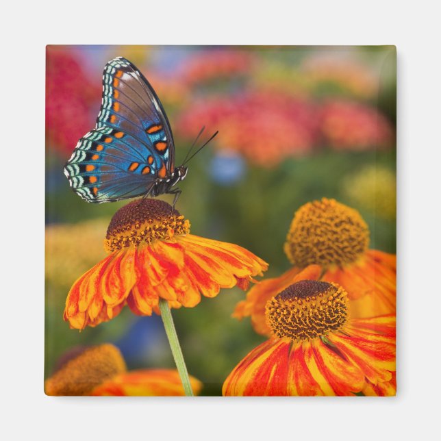 Aimant Un Spicebush Swallowtail, Papilio troilus (Devant)