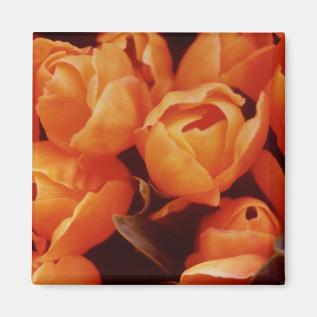 Aimant Un tableau de tulipes orange, marché de rue d'Amst (Devant)