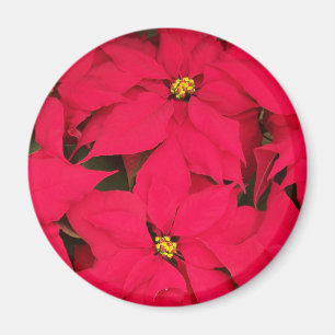 Aimant Un tas de Poinsettias de Noël aux couleurs vives