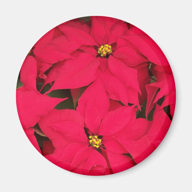 Aimant Un tas de Poinsettias de Noël aux couleurs vives (Devant)