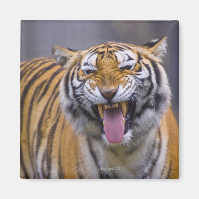 Aimant Un tigre rugissant, Taiwan, Taipei, Zoo de Taipei (Devant)