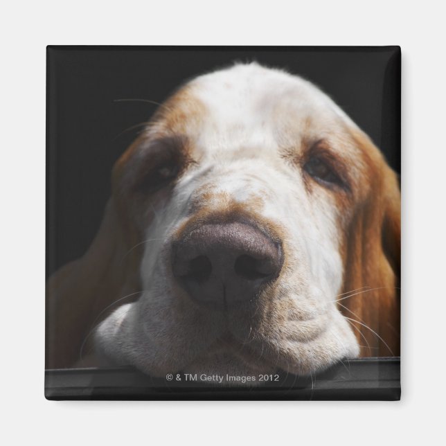 Aimant Une Basset Hound se reposant la tête (Devant)