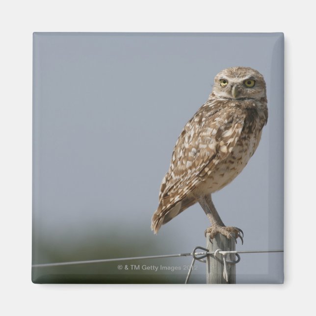 Aimant Une chouette brulante assise sur un poteau de clôt (Devant)