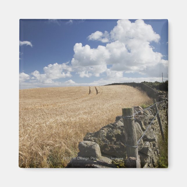 Aimant Une Clôture En Fil Barbelé Construite Le Long D'Un (Devant)