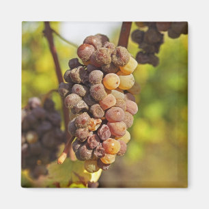 Aimant Une grappe de raisin Semillon moisie à Ch Raymond