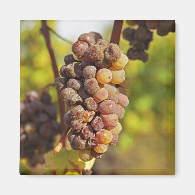 Aimant Une grappe de raisin Semillon moisie à Ch Raymond  (Devant)