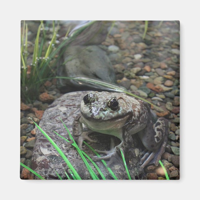 Aimant Une grenouille heureuse (Devant)
