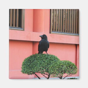 Aimant Une Jungle À Gros Billages Croque Une Perche Sur U