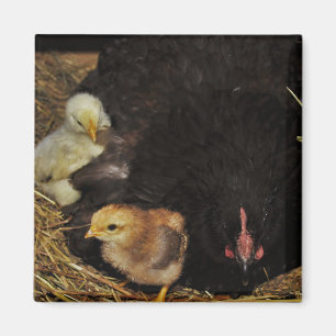 Aimant Une maman et ses poussins