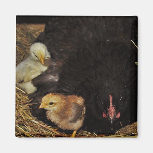 Aimant Une maman et ses poussins (Devant)