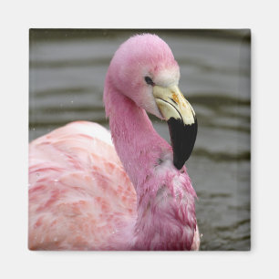 Aimant Une photo captive d'un Flamant des Andes