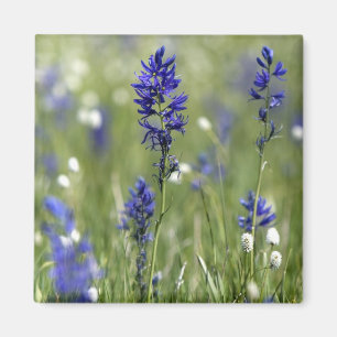 Aimant Une prairie de montagne de fleurs sauvages compren