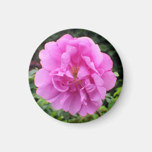 Aimant Une seule fleur rose