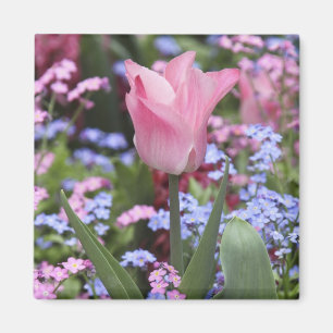 Aimant Une tulipe aux jardins du Luxembourg, Paris, Franc