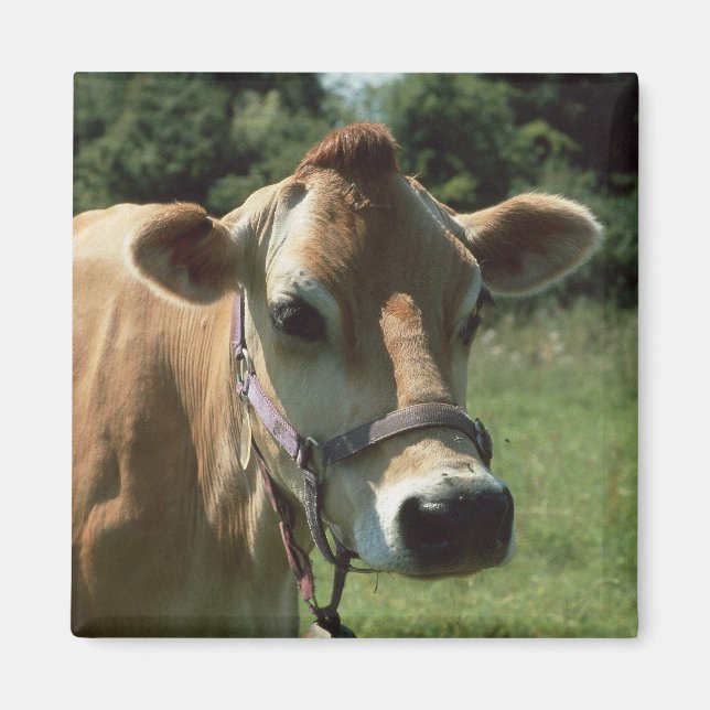 Aimant Une Vache Jersey Brown En Été Meadow Frigidaire (Devant)