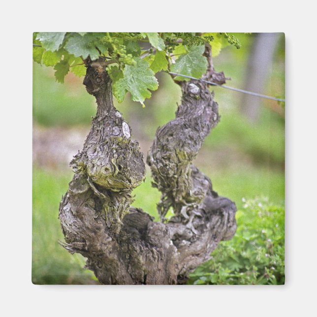 Aimant Une vigne très ancienne dans le vignoble du Clos d (Devant)