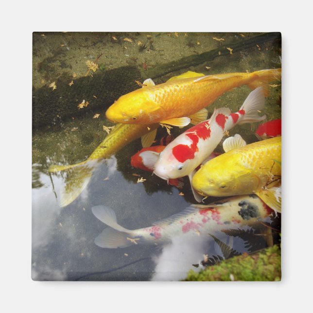 Aimant Une voie navigable remplie de carpes japonaises en (Devant)