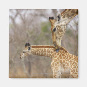 Aimant Une vue de côté d'une girafe léchant ses jeunes