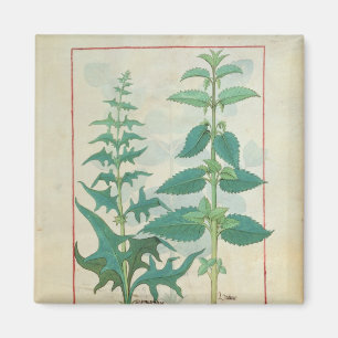 Aimant Urticaceae