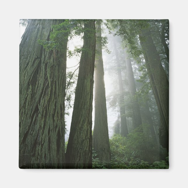 Aimant USA, Californie, Redwood National Park, 2 (Devant)