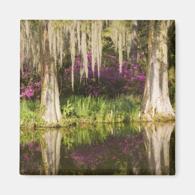 Aimant USA, Caroline du Sud, Charleston. Cypress Trees (Devant)