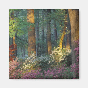 Aimant USA, Géorgie, Callaway Gardens, forêt d'Azalea.