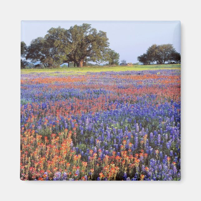 Aimant USA, Texas, Llano. Bluebonnets et redbonnets (Devant)