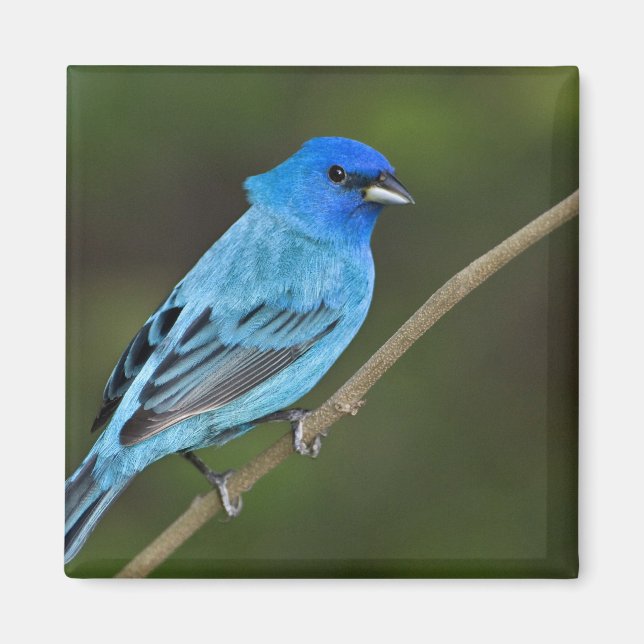 Aimant USA, Texas, South Padre Island (Devant)