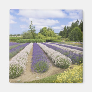 Aimant USA, WA, Sequim, Purple Haze Lavender Farm
