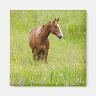 Aimant USA, Washington, Horse in Spring Field,