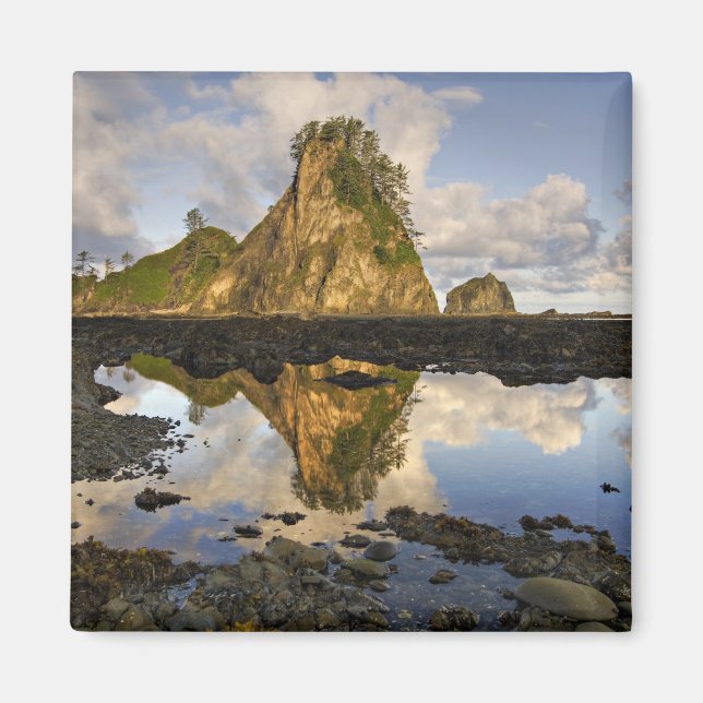 Aimant USA, Washington, Parc National Olympique. A (Devant)