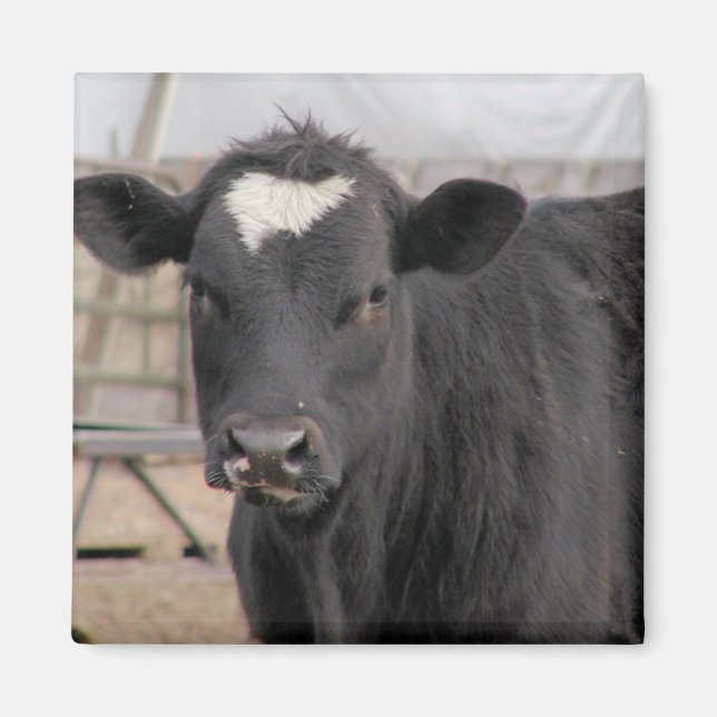 Aimant Vache (Devant)