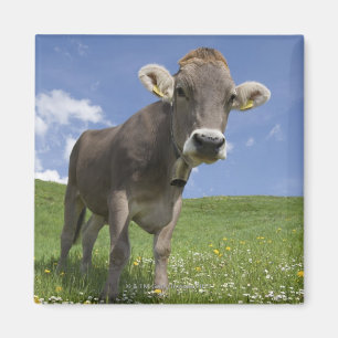 Aimant vache bavaroise