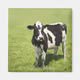 Aimant Vache dans le pré