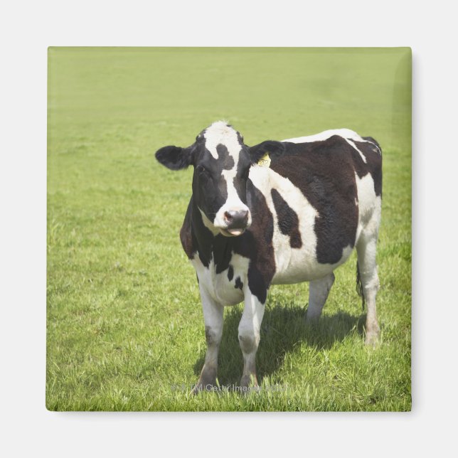 Aimant Vache dans le pré (Devant)